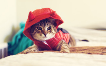 Картинка животные коты кот животное взгляд капюшон одежда