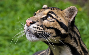 Картинка животные леопарды дымчатый леопард взгляд хищник морда кошка