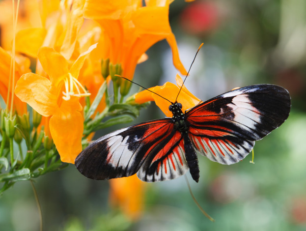 Обои картинки фото животные, бабочки, бабочка, крылья, цветы, оранжевые, макро