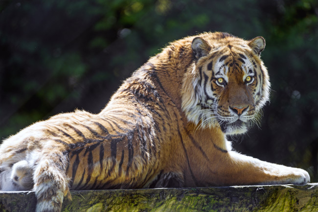 Обои картинки фото животные, тигры, взгляд
