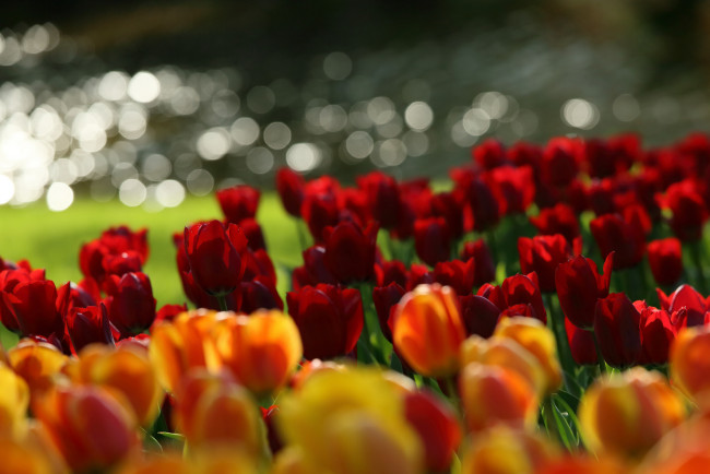 Обои картинки фото цветы, тюльпаны, лепестки, цветение, нежность