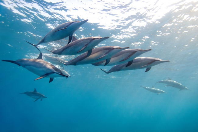 Обои картинки фото животные, дельфины, длинноносый, дельфин, малоголовый, продельфин, длиноклювая, стенелла, тропический, гаваи, океан, вода, стая