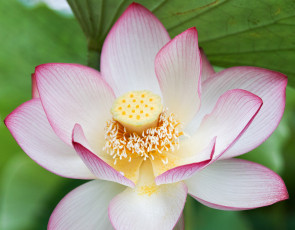 Картинка цветы лотосы природа лотос макро лепестки