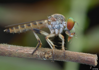 Картинка животные насекомые утро жук травинка фон насекомое макро