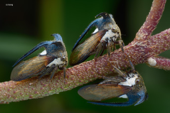 Картинка животные насекомые макро фон жуки веточка
