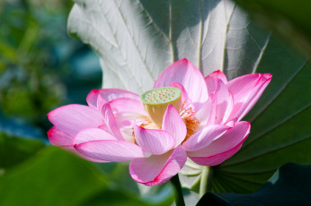 Картинка цветы лотосы природа лотос лепестки макро