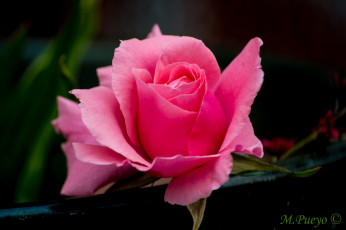Картинка цветы розы бутон роза листья