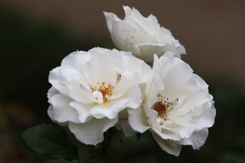 Картинка цветы шиповник белые розы