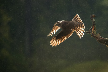 Картинка животные птицы+-+хищники осень капли ветка птица хищник перепелятник дождь полет