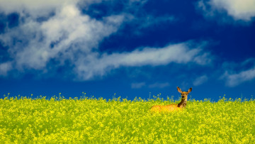 Картинка животные олени олень рапс поле небо