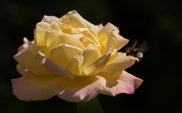 Картинка цветы розы роза шмель