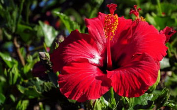 Картинка цветы гибискусы гибискус красный лепестки