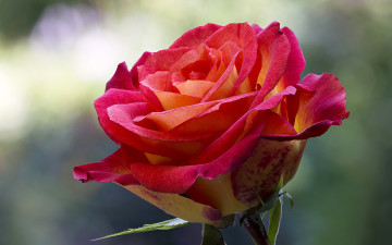 Картинка цветы розы красная роза лепестки