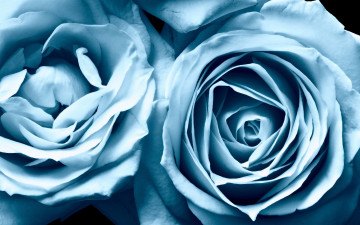 Картинка цветы розы красота roses голубые blue beauty