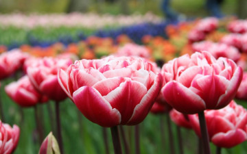 Картинка цветы тюльпаны полосы поле цвета