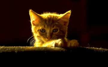 Картинка животные коты рыжий котёнок взгляд