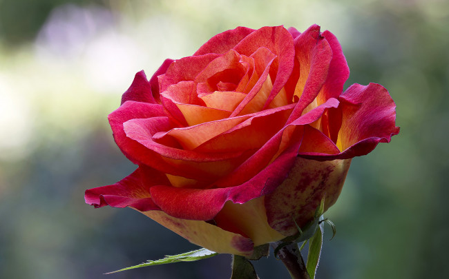 Обои картинки фото цветы, розы, красная, роза, лепестки