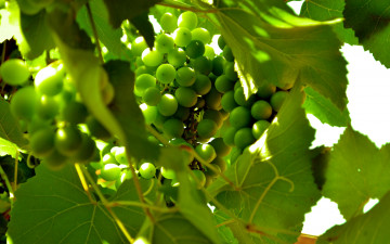 Картинка природа Ягоды +виноград зеленый