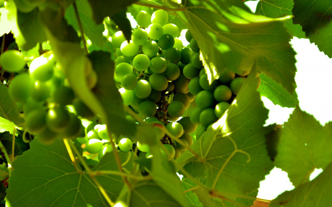 Обои картинки фото природа, Ягоды,  виноград, зеленый