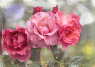 Картинка цветы розы роза текстура лепестки