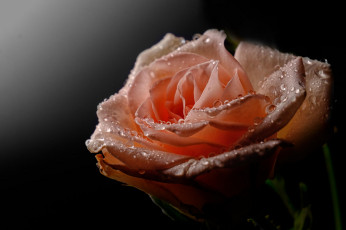 Картинка цветы розы цветение лепестки розовая бутон роза