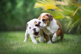 Картинка животные собаки собачки игра английский бульдог парочка щенки