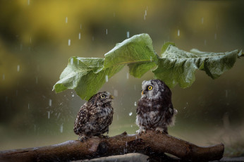 обоя животные, совы, дождь, парочка, птицы, мира, коряга, лист