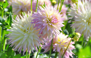 Картинка цветы георгины красота цветение природа цветок флора георгина ярко растение