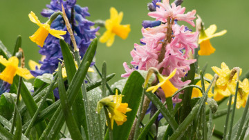 Картинка цветы разные+вместе вода гиацинты капли нарциссы весна