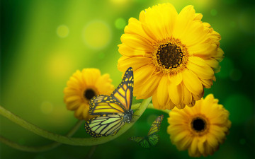 Картинка разное компьютерный+дизайн боке бабочки герберы лето цветы коллаж