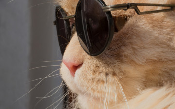 Картинка животные коты морда очки анфас