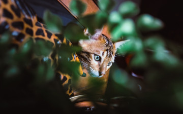 Картинка животные коты растения морда