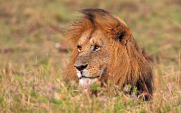 Картинка животные львы морда растения грива