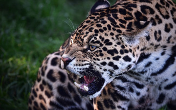 Картинка животные Ягуары растения оскал морда