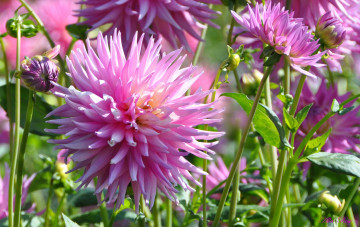 Картинка цветы георгины флора георгина растение ярко красота природа цветение цветок