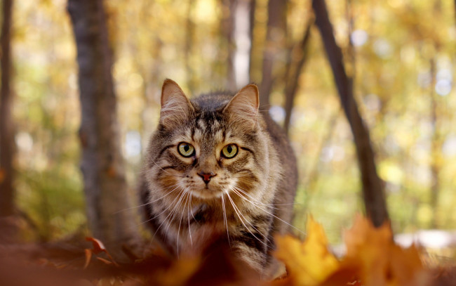 Обои картинки фото животные, коты, деревья, листва, взгляд