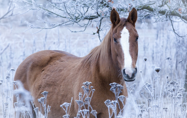 Обои картинки фото животные, лошади, иней, конь, трава, лошадь