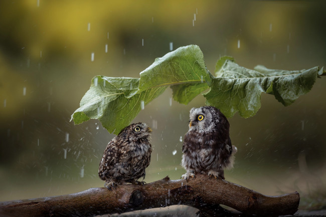 Обои картинки фото животные, совы, дождь, парочка, птицы, мира, коряга, лист