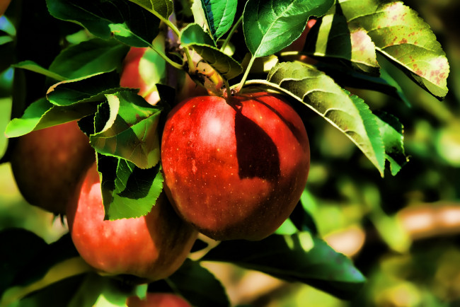 Обои картинки фото природа, плоды, лето, яблоки