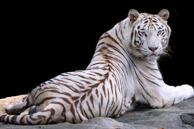 Обои картинки фото животные, тигры, тигр, природа, животное, белый, отдых