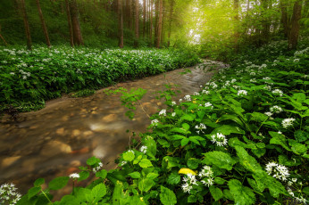 Картинка природа реки озера зелень лес лето река ручей