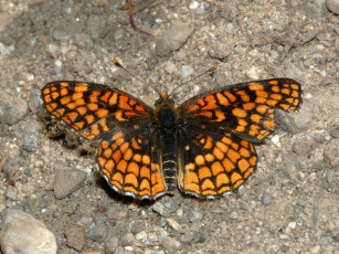 Картинка checkerspot northern up sonora pass животные бабочки
