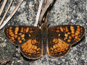 Картинка field crescent phyciodes campestris животные бабочки
