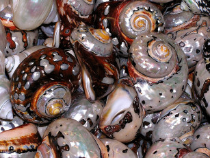обоя shells, разное, ракушки, кораллы, декоративные, spa, камни