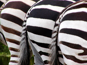 Картинка zebra tales животные зебры