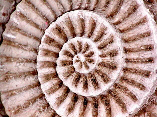 Обои картинки фото fossil, of, shell, разное, текстуры