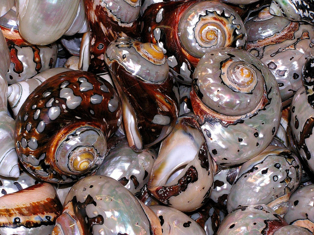 Обои картинки фото shells, разное, ракушки, кораллы, декоративные, spa, камни