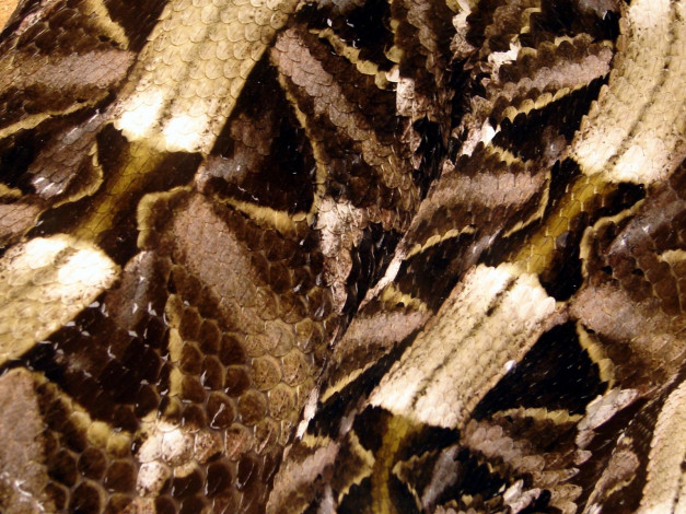 Обои картинки фото snakeskin, животные, змеи, питоны, кобры