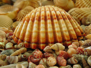Картинка essenni крупная разное ракушки кораллы декоративные spa камни