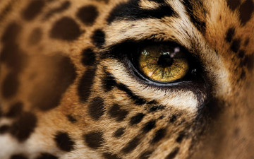 Картинка разное глаза леопард макро